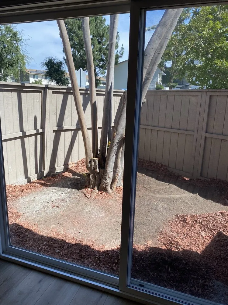 Top-rated yard cleanup service in Anaheim, CA by Ureno Tree Service