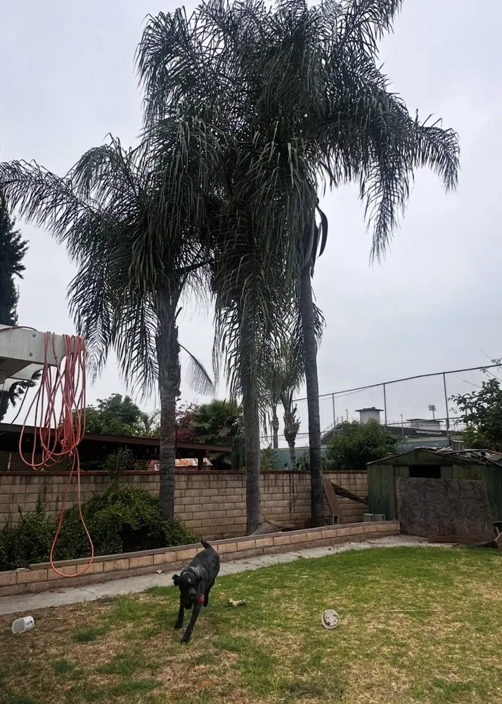 Trusted landscape installation for residential properties across Anaheim, CA - Ureno Tree Service