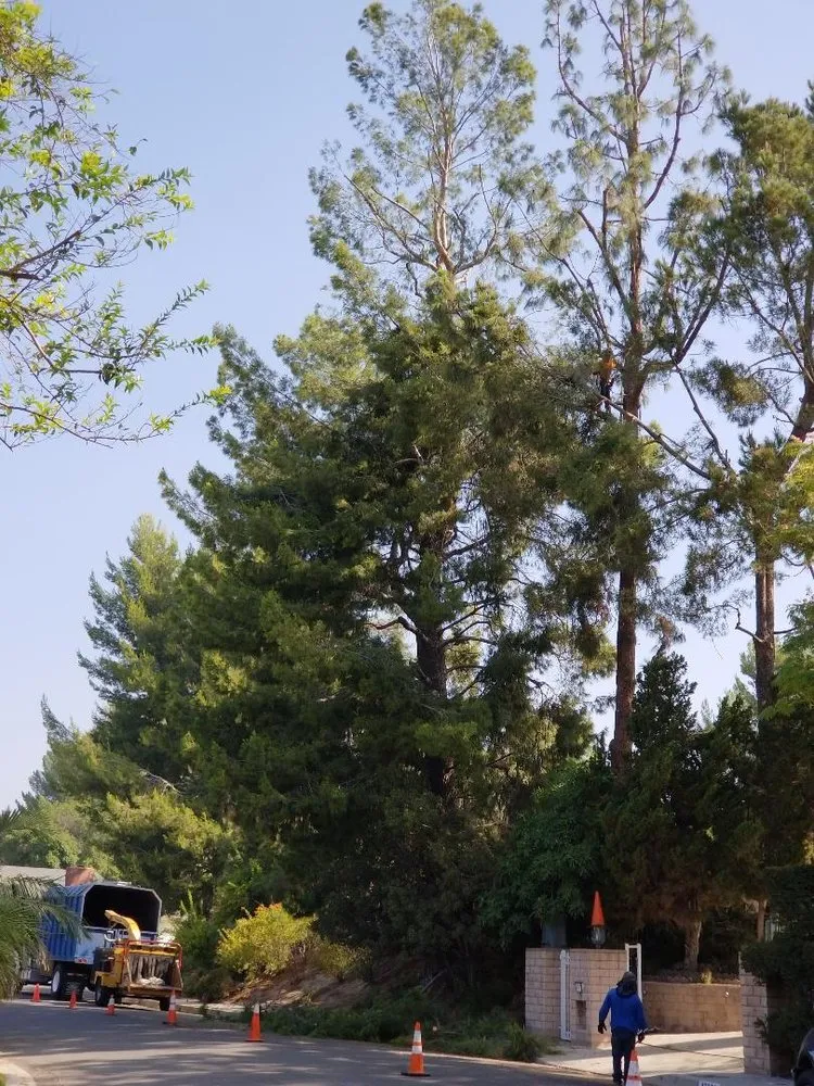 Professional residential landscaping in Anaheim, CA - Ureno Tree Service