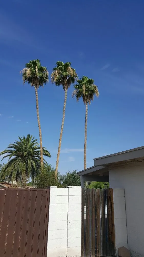 Trusted garden landscaping in Chandler, AZ by Urias Landscaping