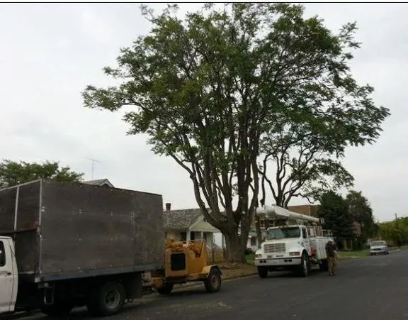Professional lawn care service in Union Gap, WA - Uribe's Tree Service