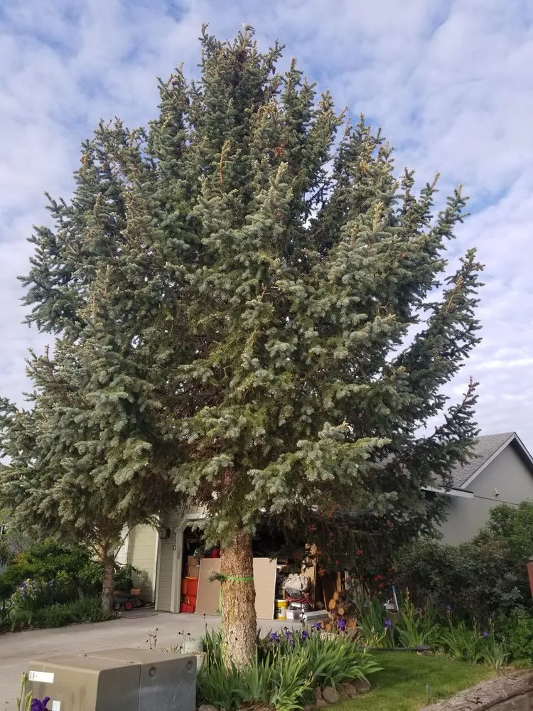 Affordable yard cleanup service for year-round maintenance in Union Gap, WA by Uribe's Tree Service