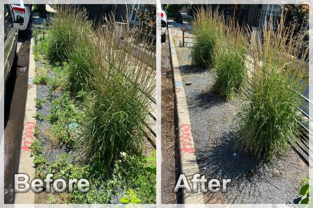 Expert yard cleanup service in Chicago, IL - Urich Services