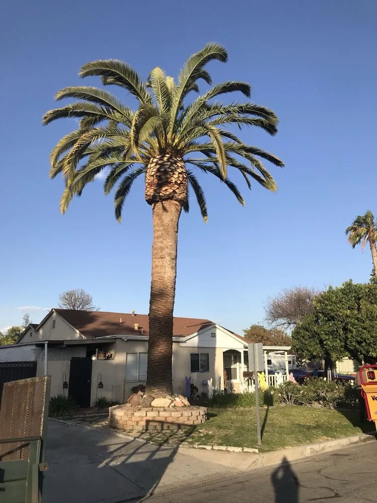 Custom yard cleanup service for year-round maintenance across Los Angeles, CA - Uriel Banuelos Tree Surgeons