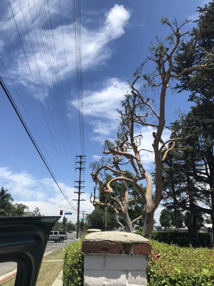 Affordable landscape design for homes in Los Angeles, CA by Uriel Banuelos Tree Surgeons