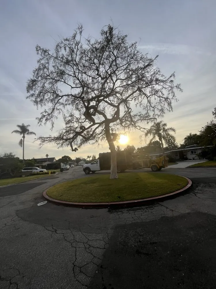 Local yard cleanup service in Los Angeles, CA - Uriel Banuelos Tree Surgeons