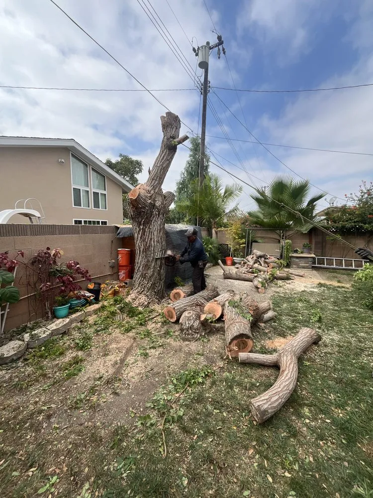 Professional landscape installation in Los Angeles, CA by Uriel Banuelos Tree Surgeons