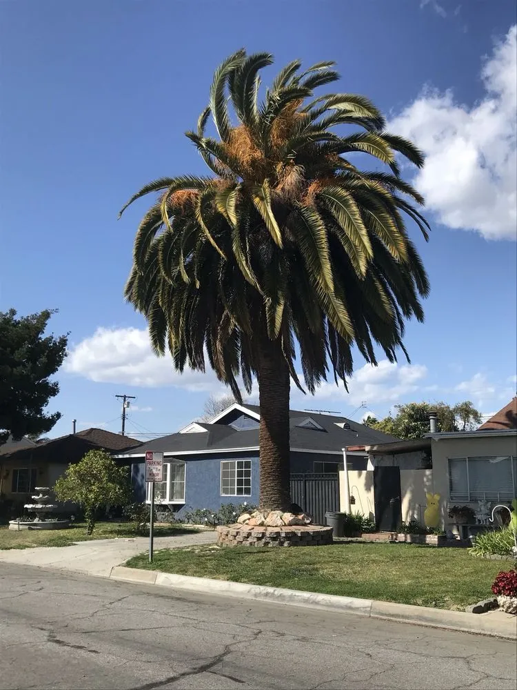 Expert yard cleanup service with custom design in Los Angeles, CA by Uriel Banuelos Tree Surgeons