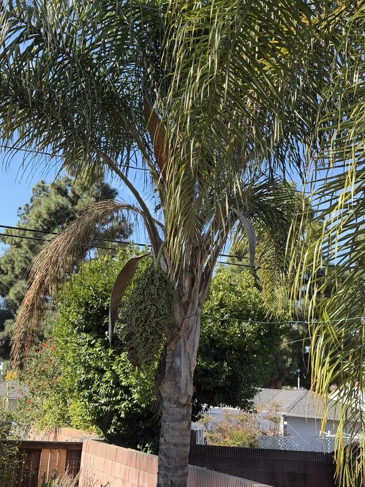 Custom lawn mowing service in Los Angeles, CA - Uriel Banuelos Tree Surgeons