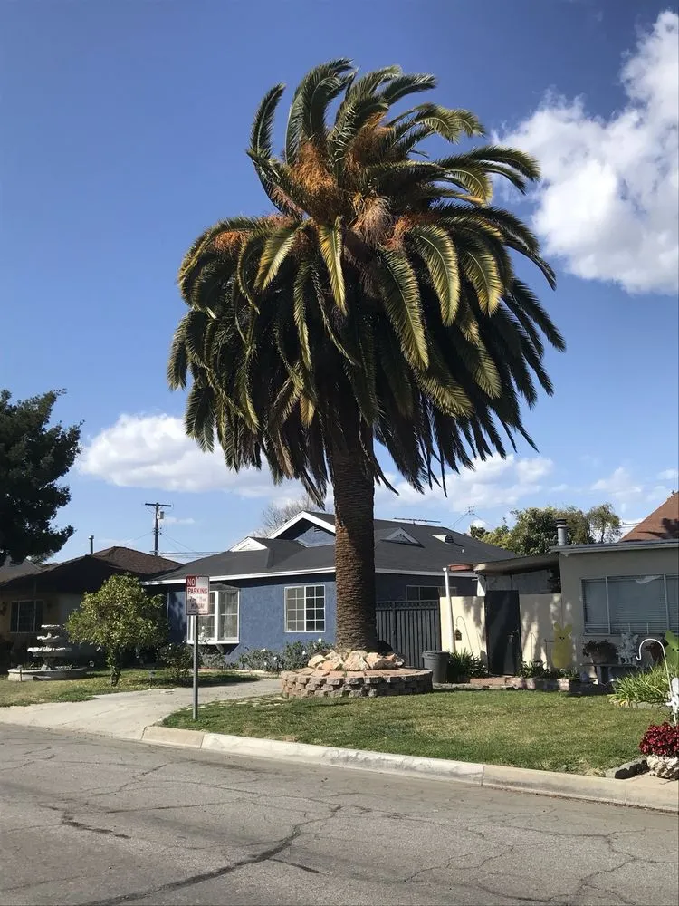 Affordable yard maintenance in Los Angeles, CA by Uriel Banuelos Tree Surgeons