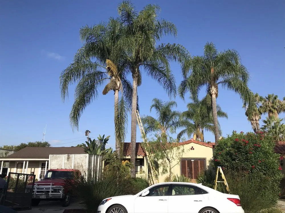 Trusted yard maintenance for beautiful yards in Los Angeles, CA by Uriel Banuelos Tree Surgeons