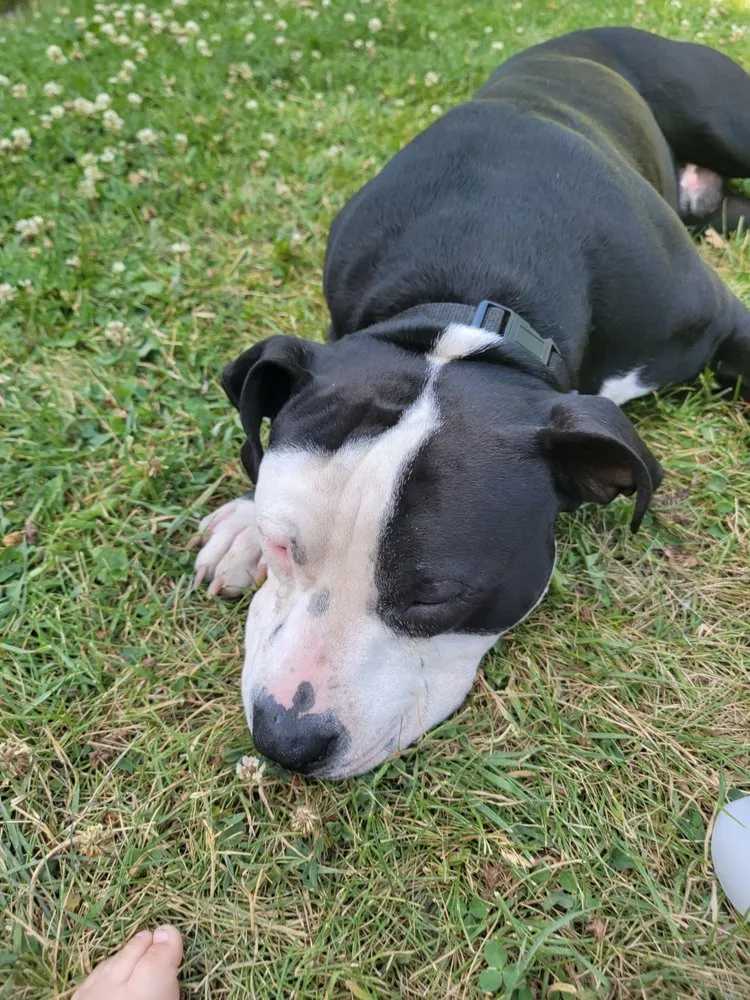 Reliable residential landscaping experts serving North Logan, UT - US AAA Dandilions