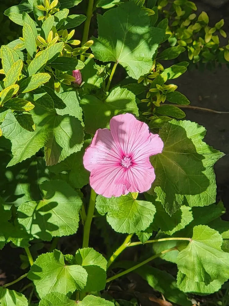 Professional yard maintenance for residential properties across North Logan, UT - US AAA Dandilions