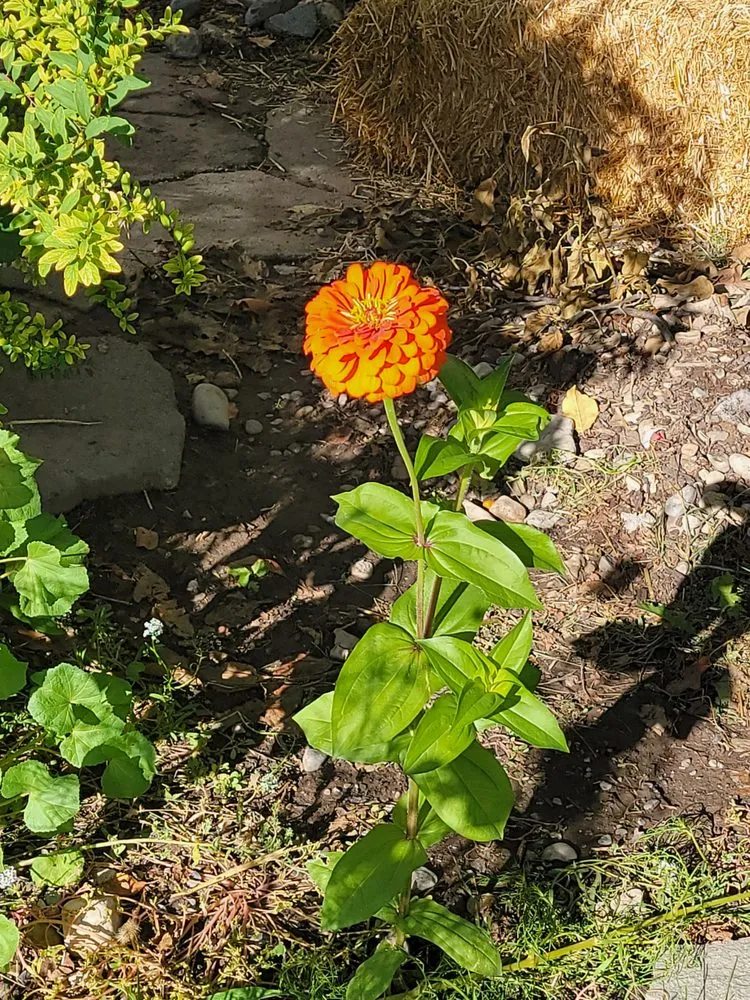 Trusted landscape design for homes across North Logan, UT - US AAA Dandilions