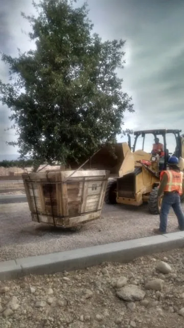 Trusted lawn mowing service for outdoor upgrades across Las Vegas, NV - U.S. Landscape