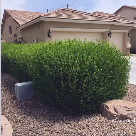 Custom lawn mowing service near you across Harlingen, TX - US Landscaping Services