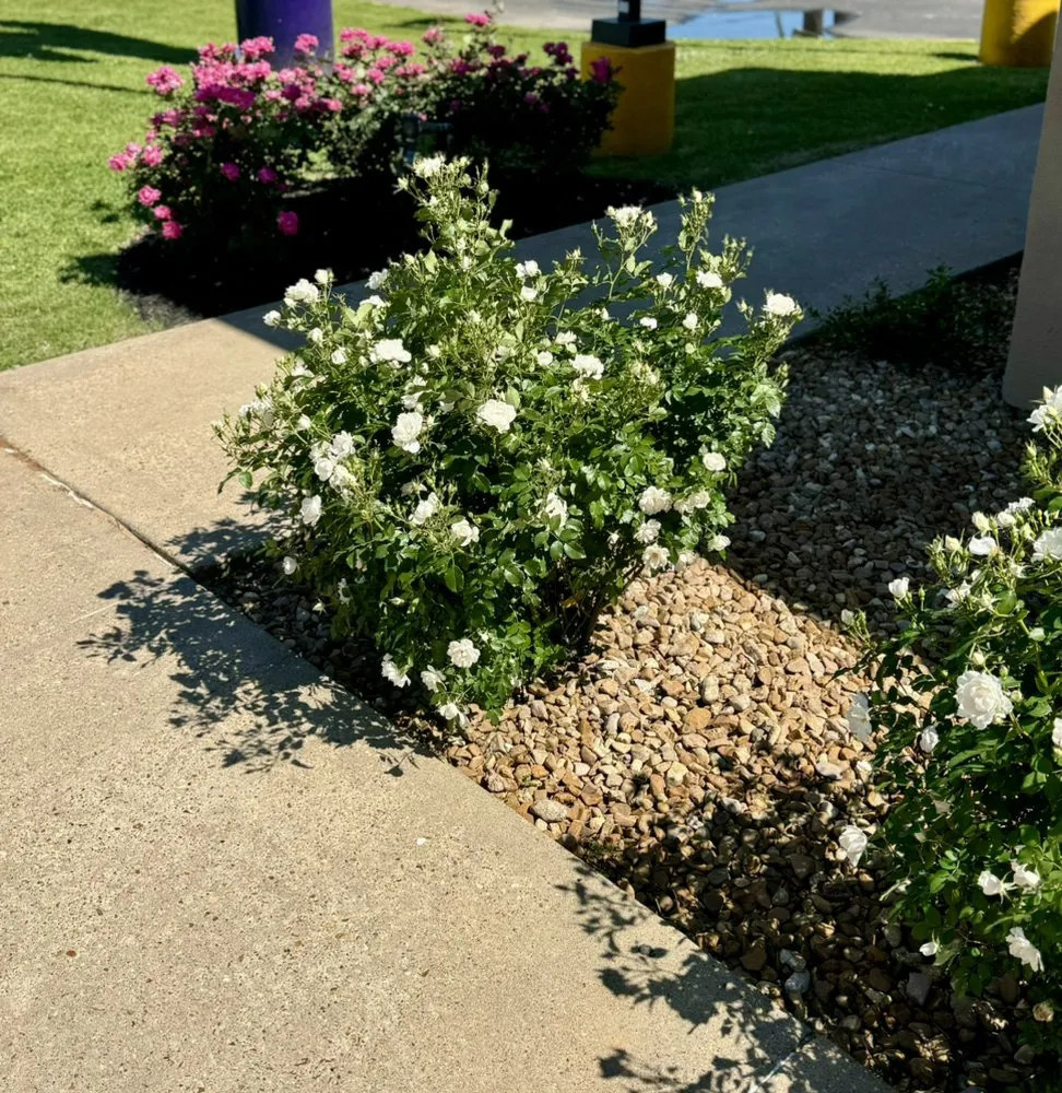 Reliable yard maintenance for homes in Alexandria, LA by U.S. Lawns - Alexandria LA