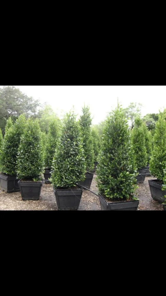 Reliable yard maintenance in Austin, TX by US Lawns - Austin West