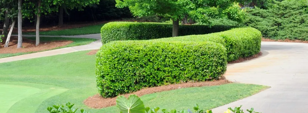 Custom yard maintenance experts serving Greenville, SC - U.S. Lawns - Greenville SC