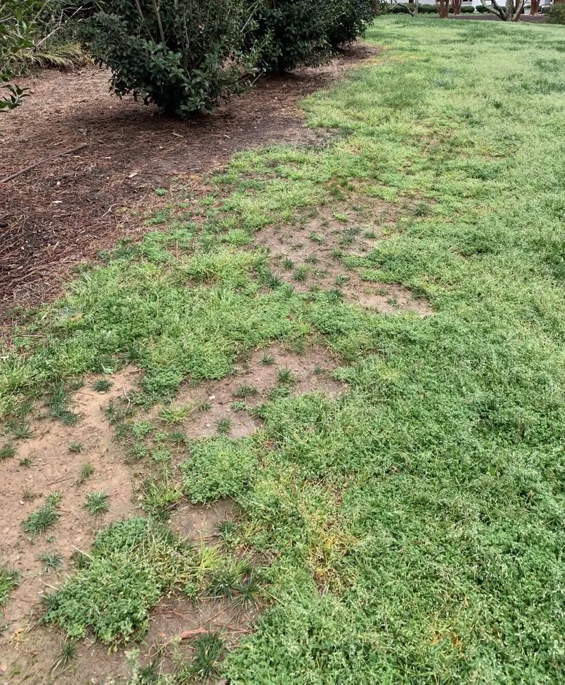 Affordable lawn care service for outdoor upgrades across Greenville, SC - U.S. Lawns - Greenville SC