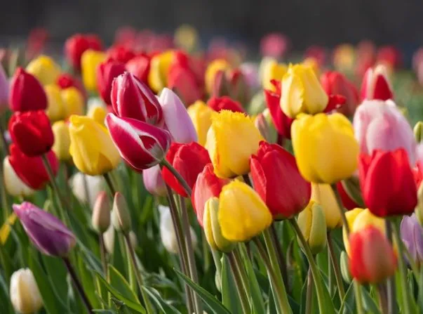 Expert lawn mowing service experts serving Freehold, NJ - US Lawns - Monmouth