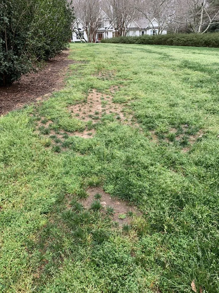 Trusted yard cleanup service in Orlando, FL - US Lawns