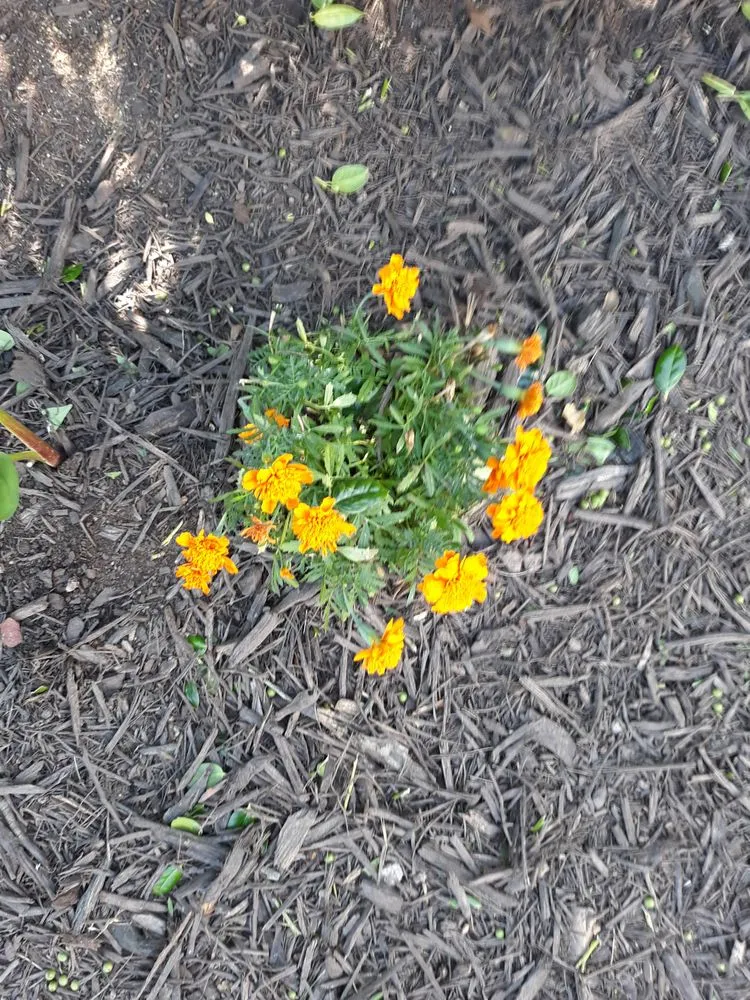 Custom residential landscaping in Roanoke, VA by Us Lawns