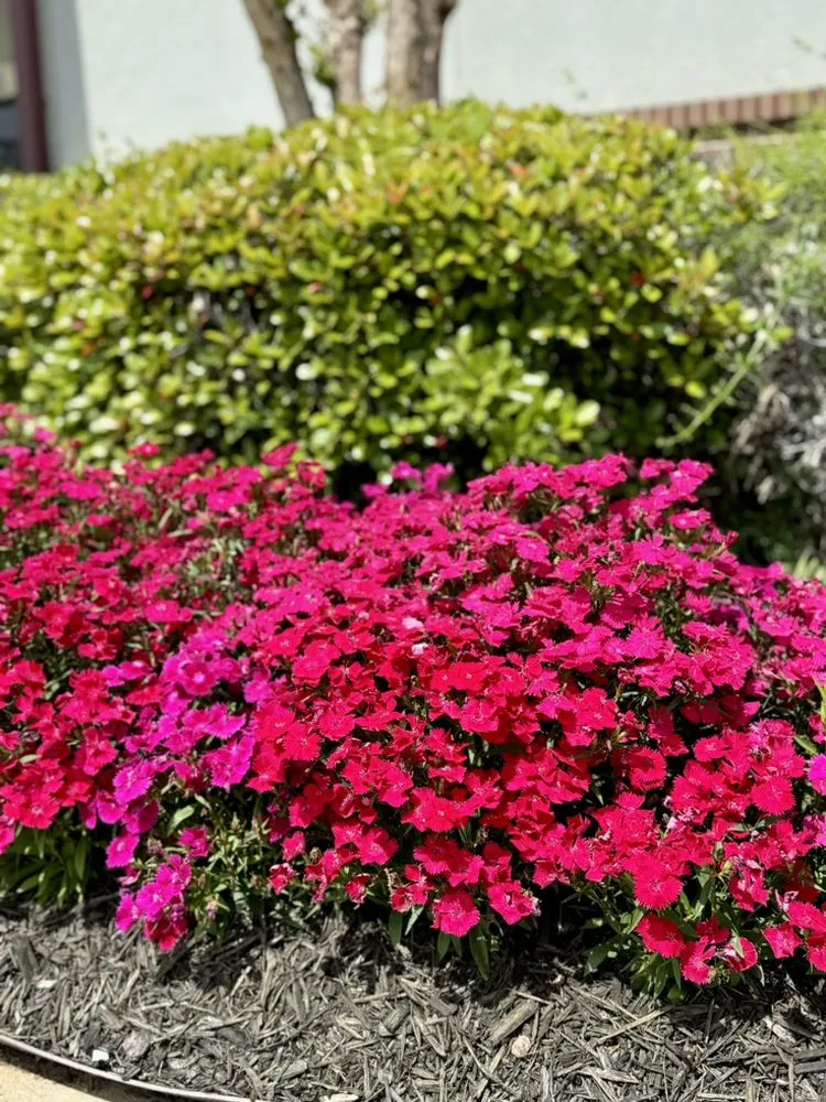 Affordable lawn mowing service for year-round maintenance across Whitesboro, TX - US Lawns