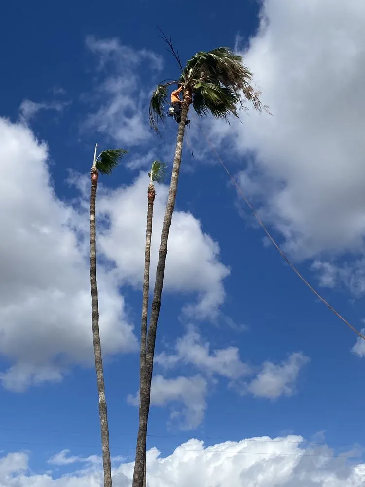 Local lawn mowing service in Pomona, CA - US Tree Service