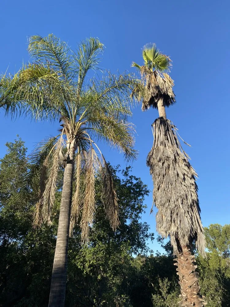 Trusted yard maintenance experts serving Pomona, CA - US Tree Service