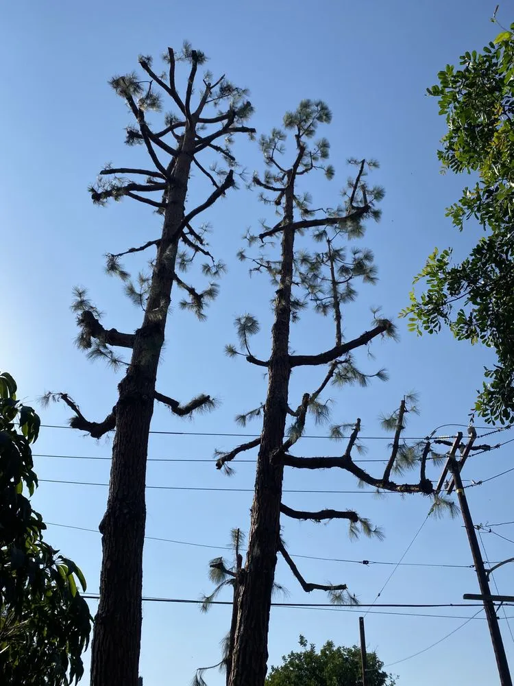 Local lawn care service for beautiful yards across Pomona, CA - US Tree Service