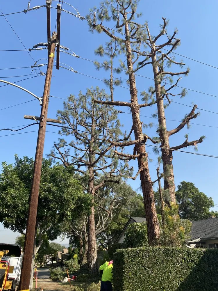 Trusted landscape design experts serving Pomona, CA - US Tree Service