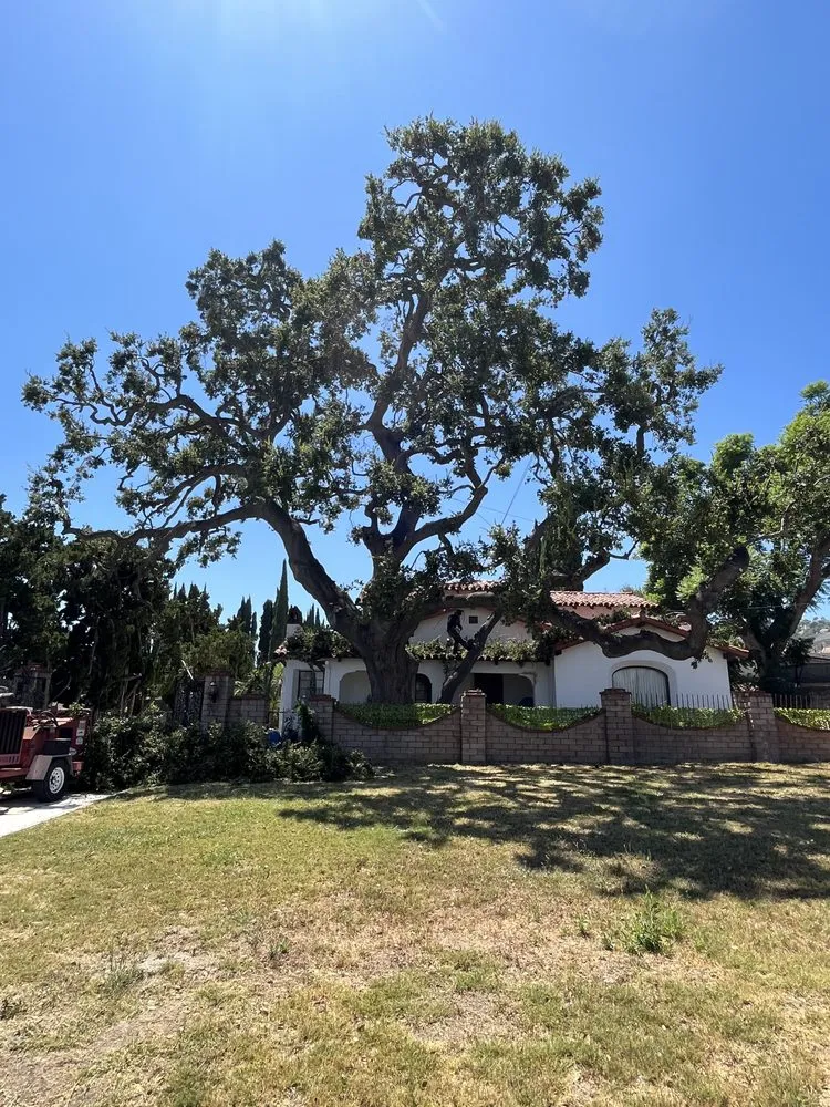 Trusted landscaping services in Pomona, CA by US Tree Service