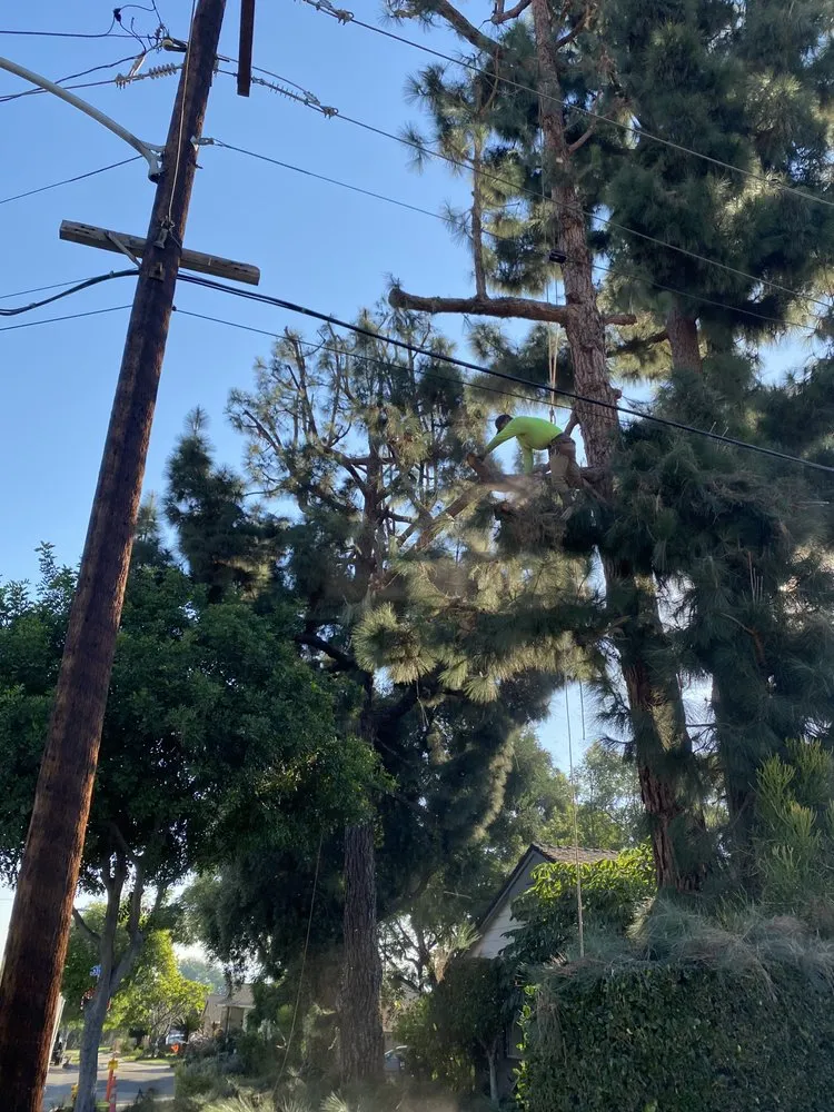 Top-rated landscape installation for residential properties in Pomona, CA by US Tree Service