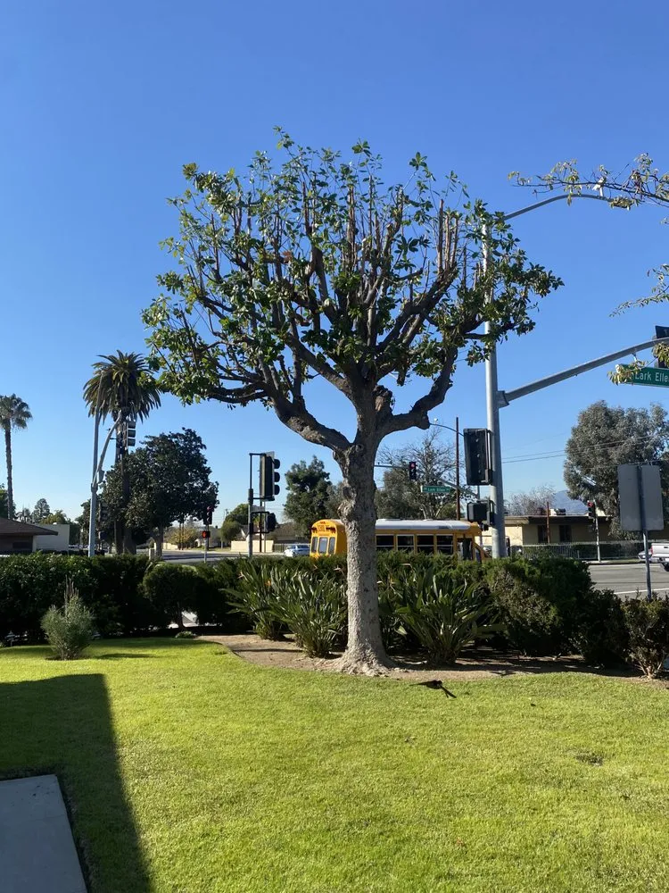 Local residential landscaping experts serving Pomona, CA - US Tree Service
