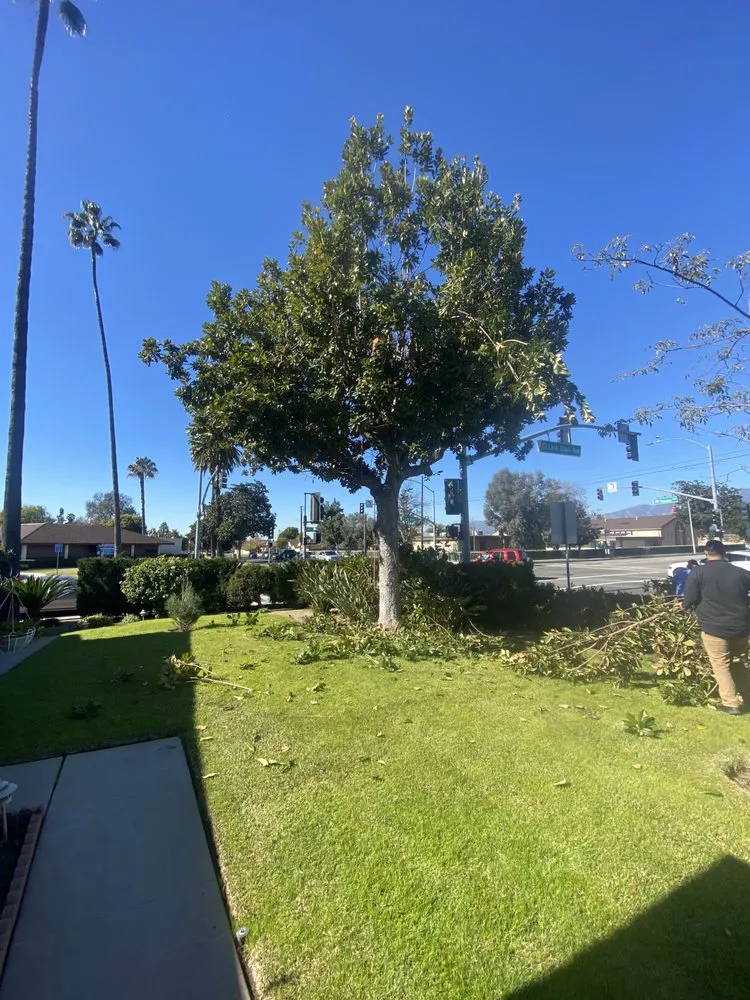 Reliable yard cleanup service with custom design in Pomona, CA by US Tree Service