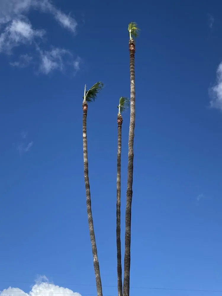 Expert residential landscaping experts serving Pomona, CA - US Tree Service