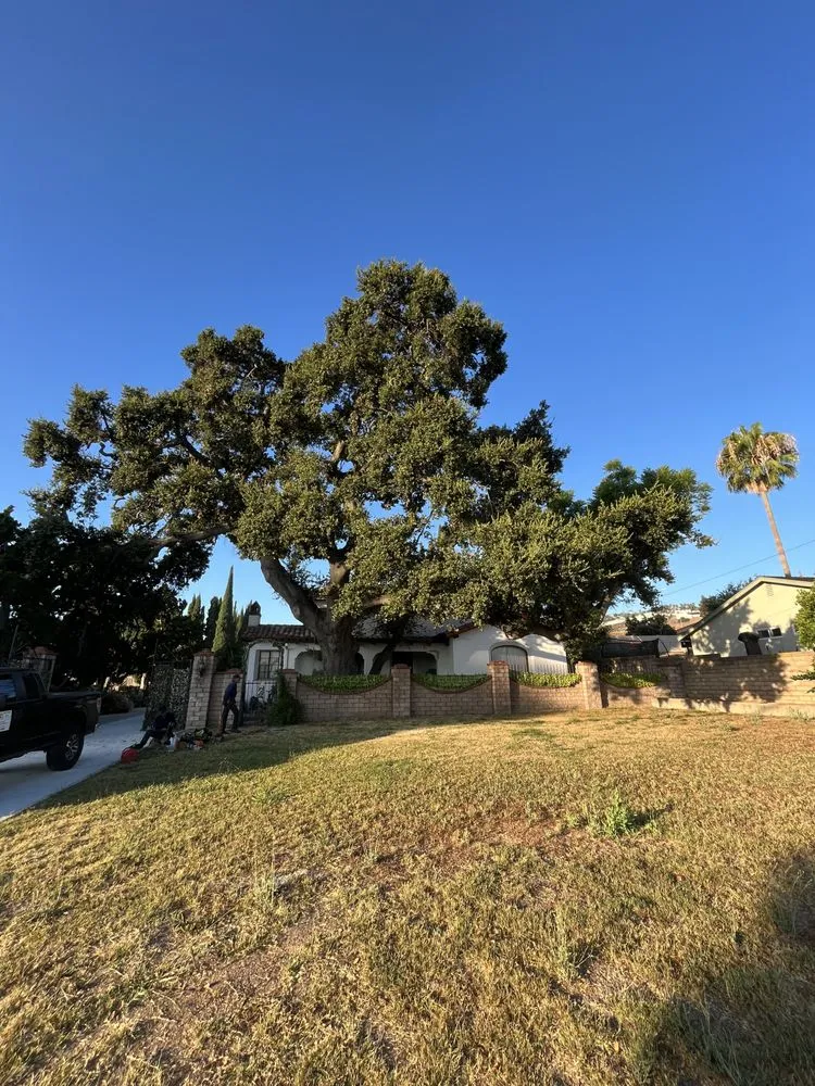 Professional lawn mowing service in Pomona, CA - US Tree Service