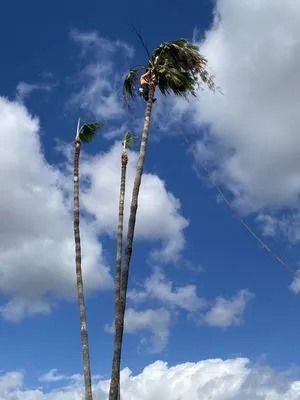 US Tree Service Logo