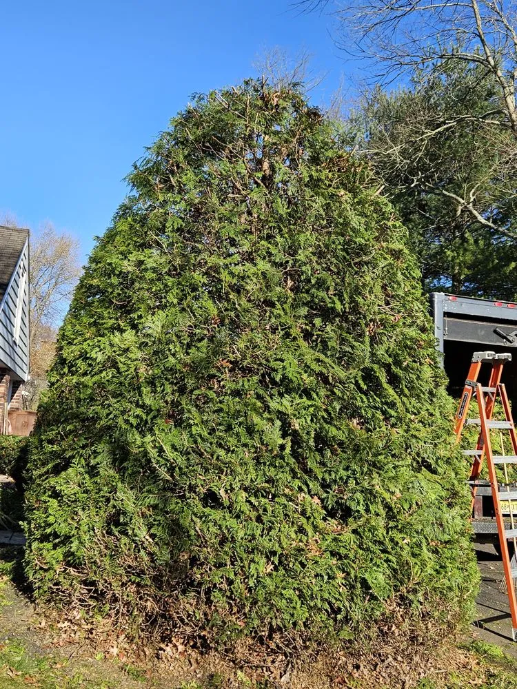 Local landscaping services in Trenton, NJ - Usa & CentroAmerica General cons