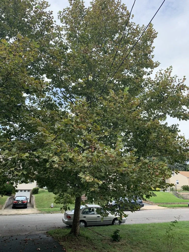 Affordable lawn care service in Trenton, NJ by USA Landscaping and Construction