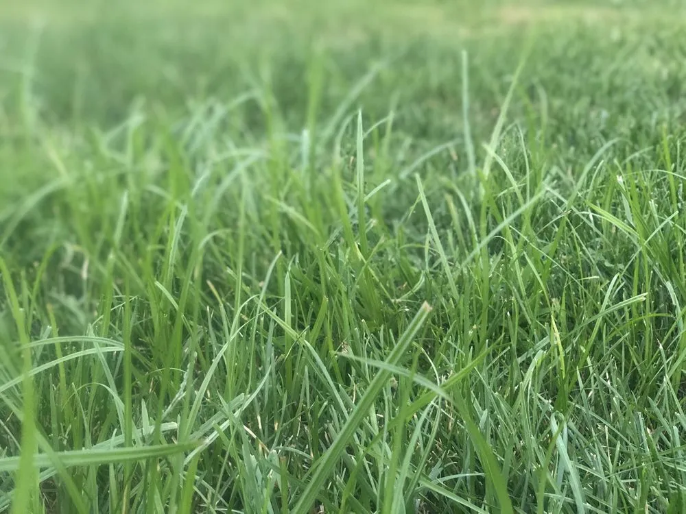 Reliable lawn care service experts serving central islip, NY - USA Landscaping