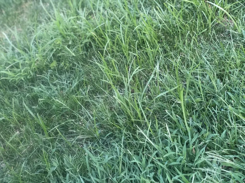 Expert landscaping services in central islip, NY by USA Landscaping