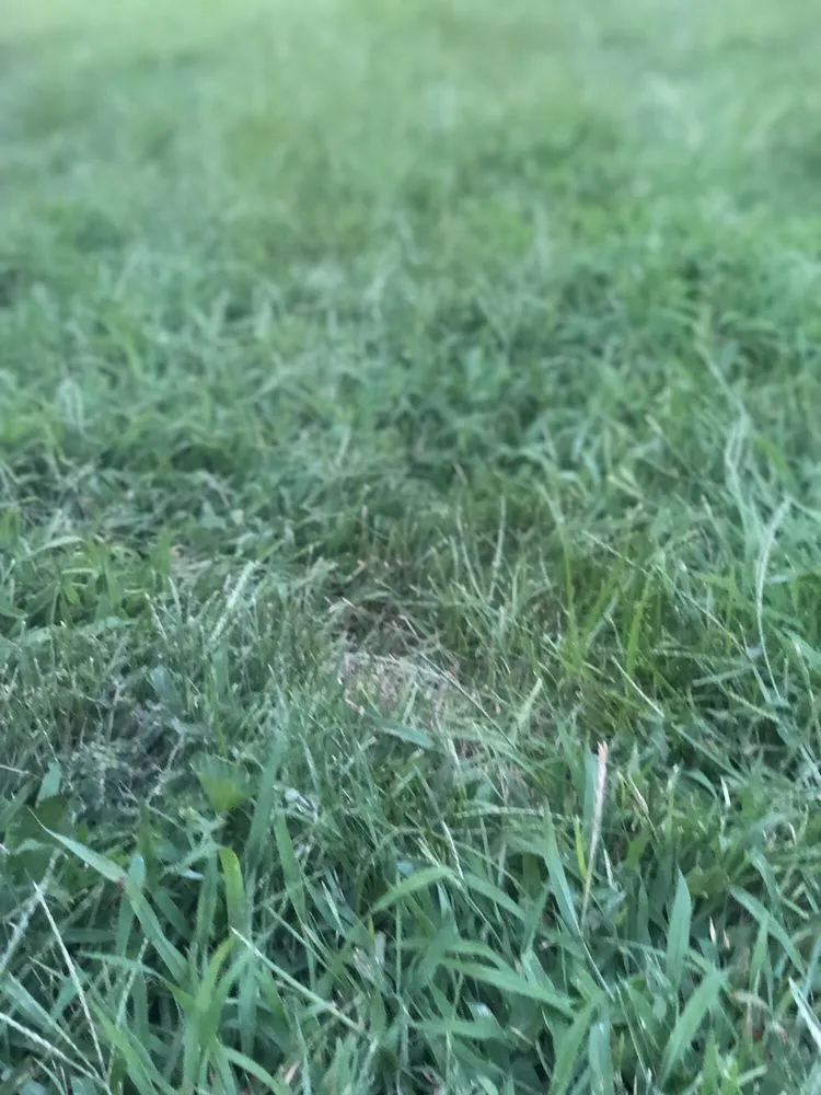 Professional lawn mowing service in central islip, NY - USA Landscaping