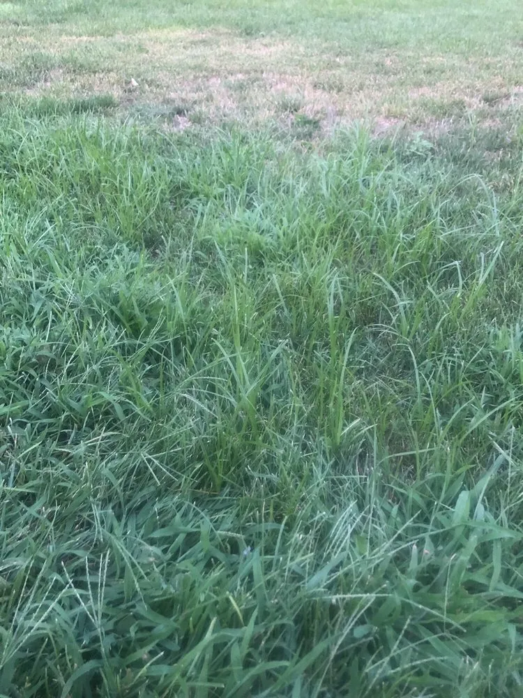 Top-rated lawn care service for outdoor upgrades across central islip, NY - USA Landscaping