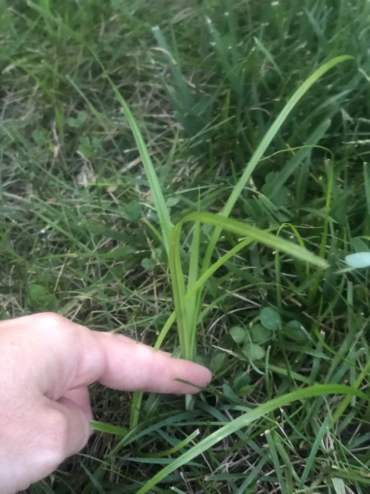 Top-rated lawn care service in central islip, NY - USA Landscaping