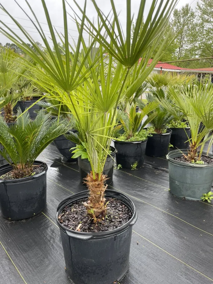 Affordable landscaping services in Myrtle Beach, SC by USA Landscaping