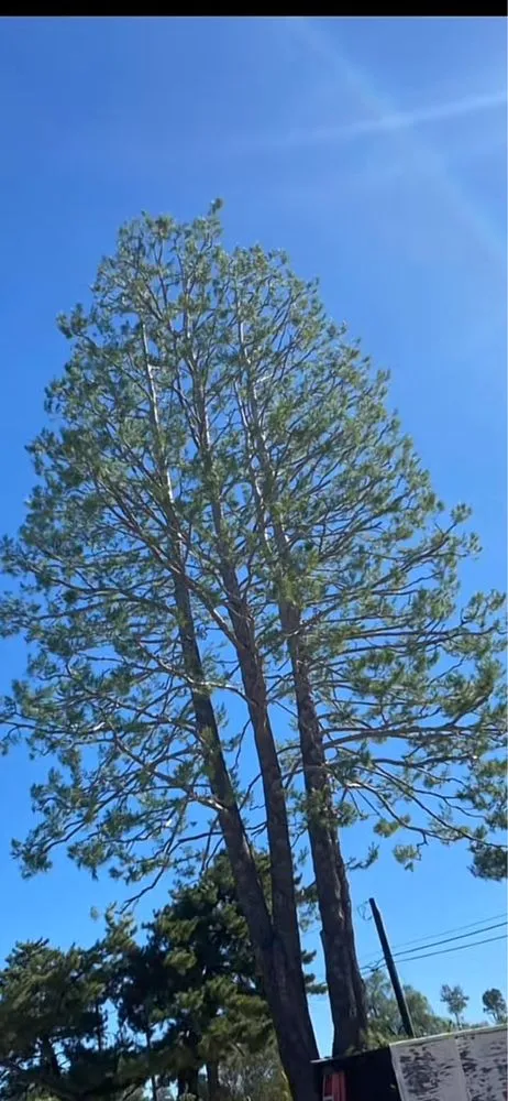 Trusted landscape design in Banning, CA by USA tree care pros