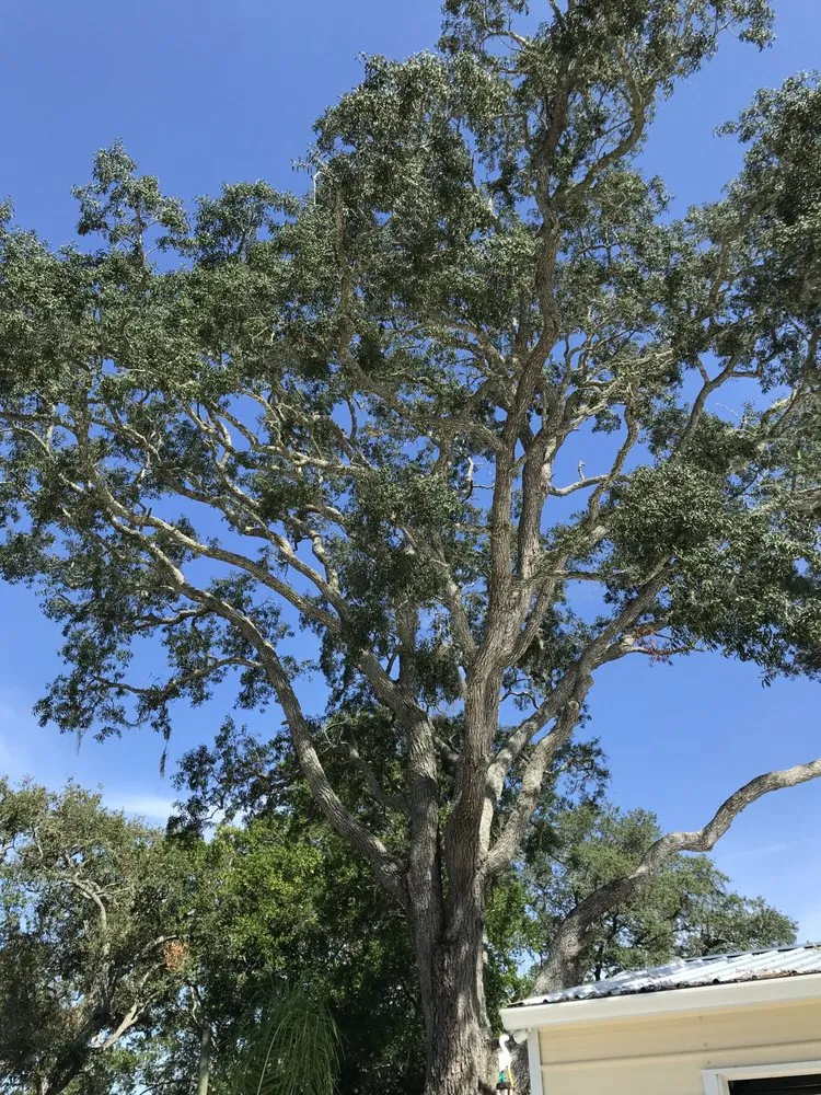 Expert landscaping services experts serving Weeki Wachee, FL - USA Tree Service