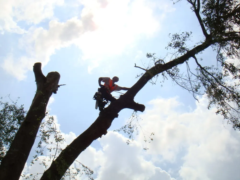 Custom lawn mowing service for beautiful yards in Weeki Wachee, FL by USA Tree Service